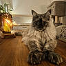 candle, cat, cat_tree, cozy, cushion, decor, feline, fluffy, fur, home, indoor, lantern, paws, pet, quiet, relaxing, resting, table, warm_light, wood