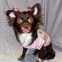 Amelia joined the competition — help win amazing prizes! dog, small_dog, black_and_white, pink_shirt, butterfly_clips, ears, pet, animal, curious, sitting, fabric_backdrop, indoor, portrait, cute, fur, paw, whiskers, closeup, young, domestic