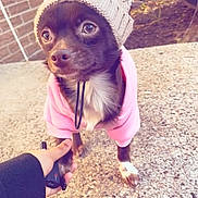 Amelia joined the competition — help win amazing prizes! dog, small_dog, hoodie, hat, knit_hat, outdoor, concrete, hand, human_hand, pet, brown_dog, white_paw, brick_wall, car, sunlight, shadow, cute, puppy, clothing, pet_accessory