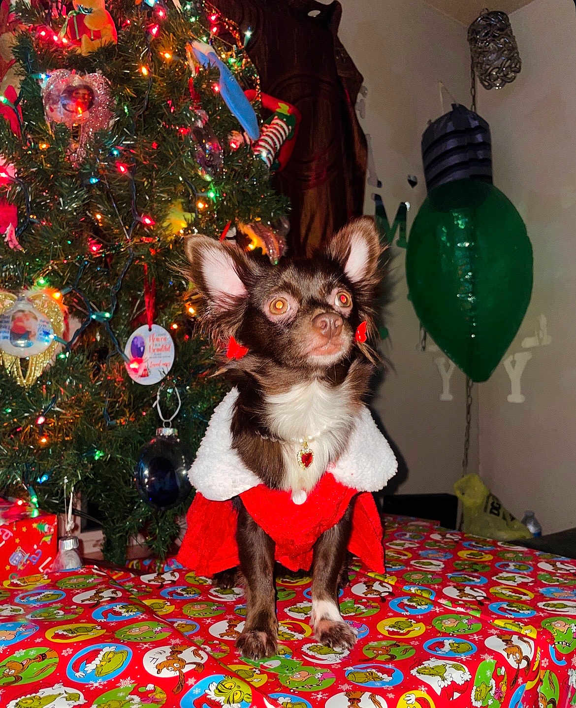 Amelia joined the competition — help win amazing prizes! dog, christmas_tree, christmas_lights, holiday_decorations, festive_clothing, tablecloth, indoor, pet, small_dog, red_outfit, white_fur, ornaments, gift_wrap, holiday, decor, ears, necklace, background, celebration, christmas