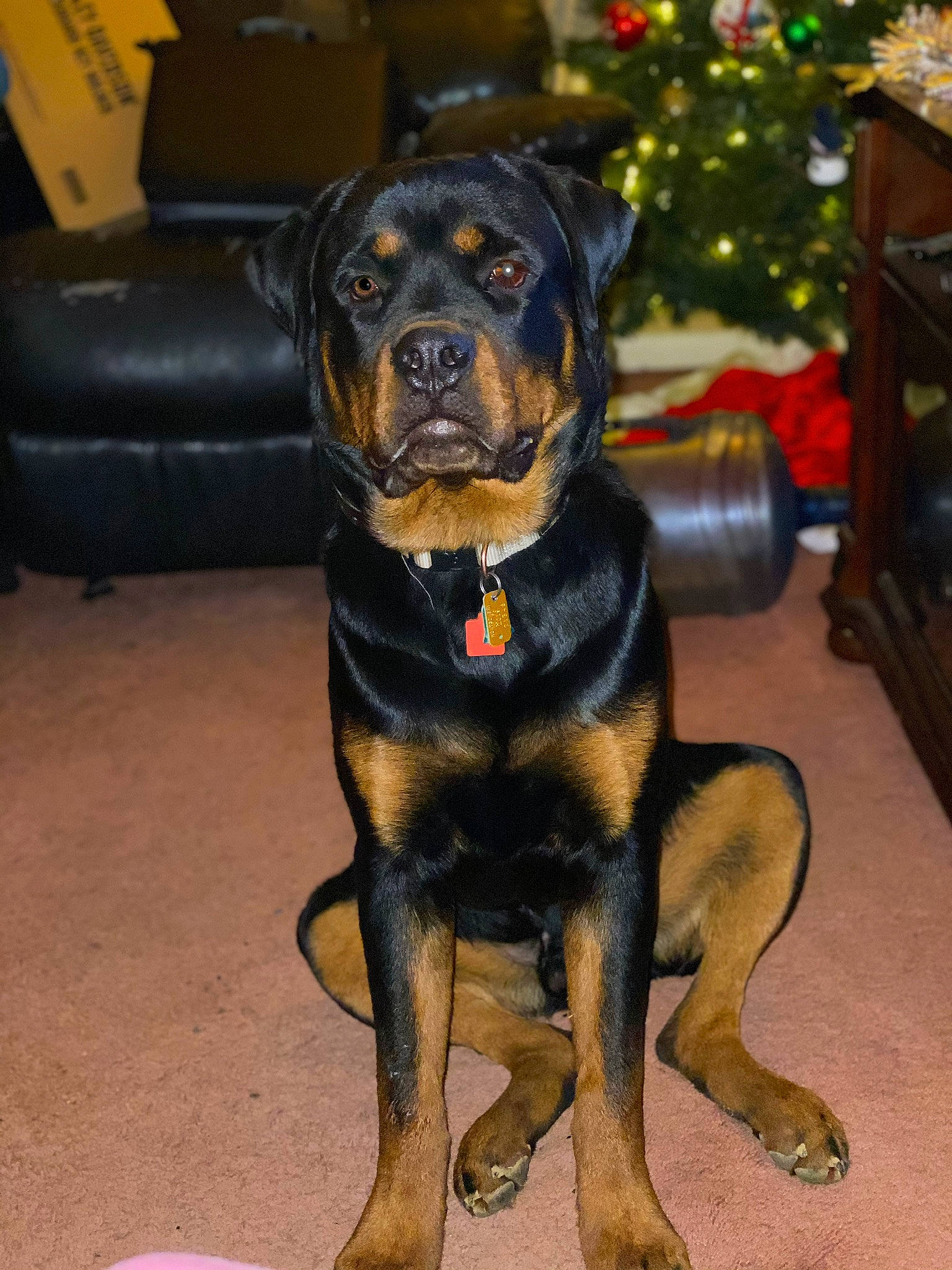 Chaos joined the competition — help win amazing prizes! canidae, carlin_pinscher, carnivore, companion_dog, dog, dog_breed, fawn, mammal, molosser, paw, rare_breed_dog, rottweiler, snout, sporting_group, vertebrate, working_dog
