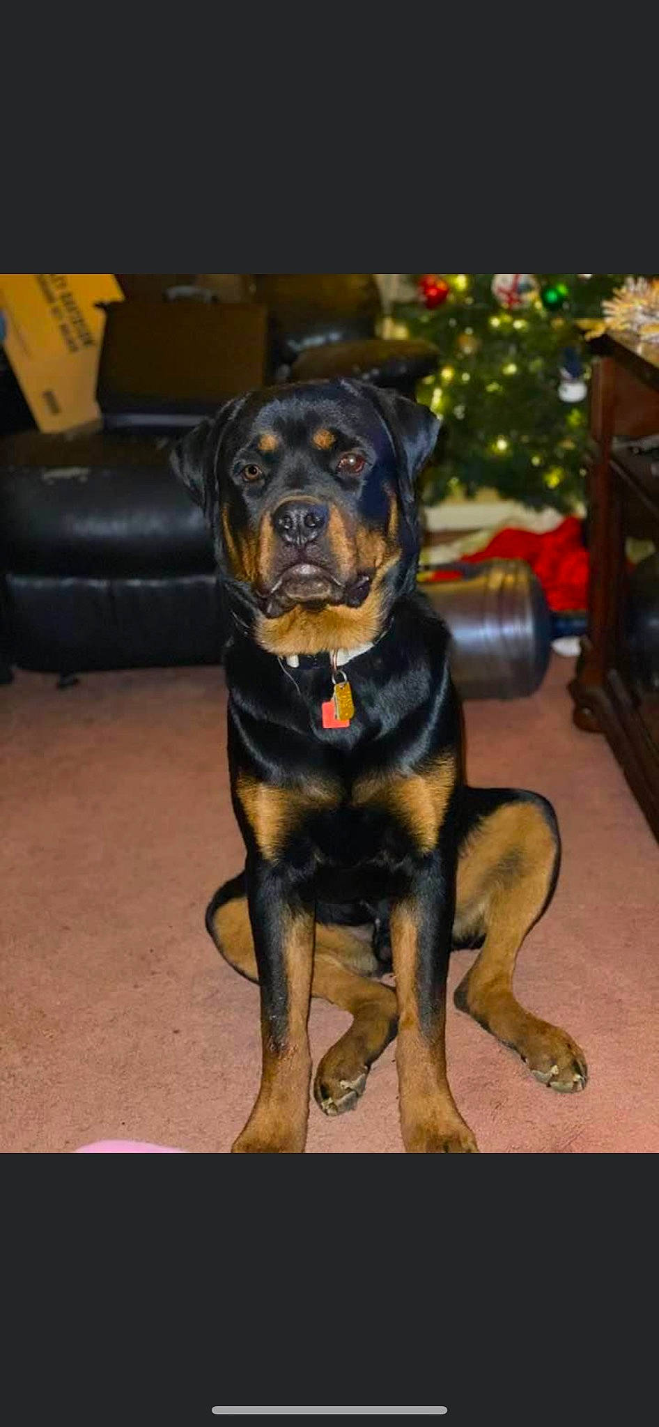 Chaos joined the competition — help win amazing prizes! canidae, carlin_pinscher, carnivore, companion_dog, dog, dog_breed, fawn, mammal, molosser, rare_breed_dog, rottweiler, snout, sporting_group, vertebrate, working_dog