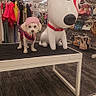 dog, dog_statue, clothing_store, table, pink_hat, sweater, pet, indoor, apparel, colorful_clothes, store_shelves, carpet, lighting, shopping, display, white_dog_statue, small_dog, fashion, retail, accessories