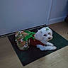 dog, small_dog, white_dog, christmas_outfit, green_bow, mat, door, wooden_floor, indoor, pet, cute, festive, holiday, lying_down, looking_up, animal, domestic_animal, floor, decorative_bow, costume