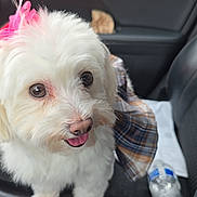 Sasha is registered to the contest to win money with this photo: dog, white_dog, pet, car_interior, car_seat, pink_bow, tongue_out, cute, fluffy, small_dog, water_bottle, soda_can, seatbelt, plaid_cloth, adorable, animal, companion, indoor, transportation, happy