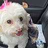 dog, white_dog, pet, car_interior, car_seat, pink_bow, tongue_out, cute, fluffy, small_dog, water_bottle, soda_can, seatbelt, plaid_cloth, adorable, animal, companion, indoor, transportation, happy
