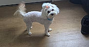 Sasha is registered to the contest to win money with this photo: dog, small_dog, white_dog, bow, pet, indoor, wooden_floor, floor, door, curious, tail, flooring, furniture, shoe, canine, animal, companion, cute, standing, domestic_animal