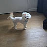 dog, small_dog, white_dog, bow, pet, indoor, wooden_floor, floor, door, curious, tail, flooring, furniture, shoe, canine, animal, companion, cute, standing, domestic_animal