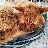 Aslan a rejoint le concours — aidez-le/la à gagner de superbes lots ! cat, orange_cat, sleeping, fluffy, fur, close_up, pet, indoor, carpet, resting, animal, cute, cozy, domestic_animal, mammal, whiskers, ear, closed_eyes, nap, soft_texture