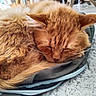 animal, carpet, cat, close_up, closed_eyes, cozy, cute, domestic_animal, ear, fluffy, fur, indoor, mammal, nap, orange_cat, pet, resting, sleeping, soft_texture, whiskers