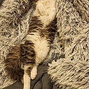 Bibu a rejoint le concours — aidez-le/la à gagner de superbes lots ! animal, blanket, brown, cat, comfort, cozy, cute, domestic, fluffy, fur, indoor, lying_down, pet, relaxed, resting, sleepy, soft, tabby, whiskers, white