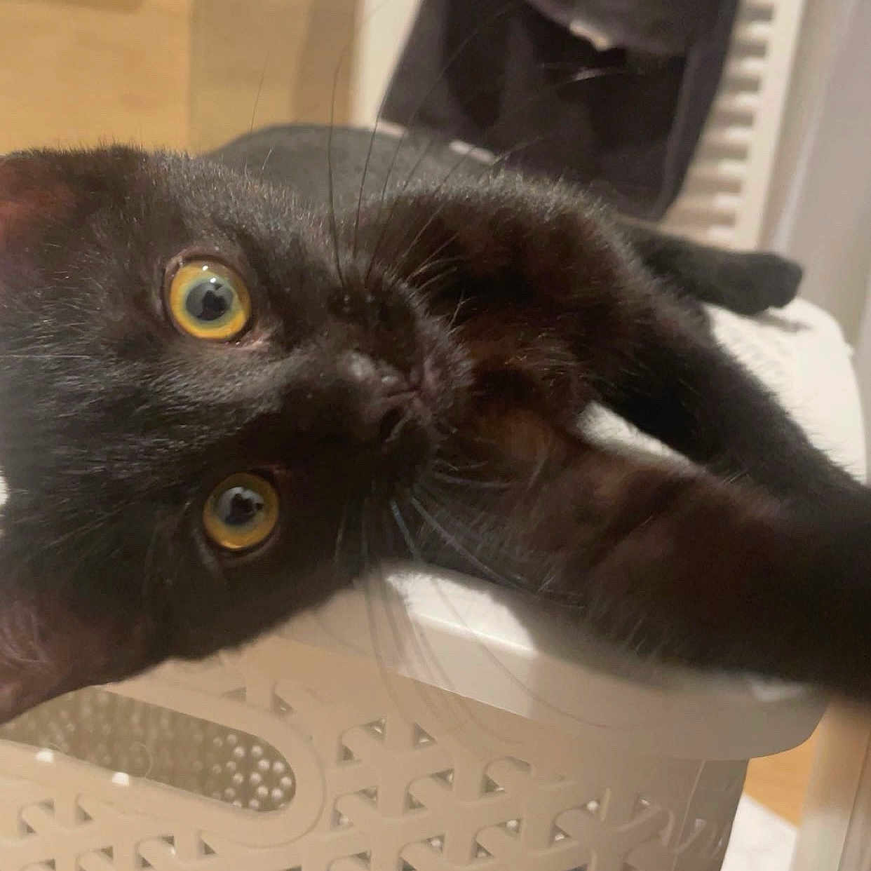 Kitty