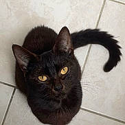 Simba participe au concours pour gagner de l'argent avec cette photo : cat, black_cat, pet, animal, feline, curious, looking_up, golden_eyes, tail, indoor, tile_floor, domestic_cat, whiskers, ears, cute, close_up, sitting, fur, mammal, companion