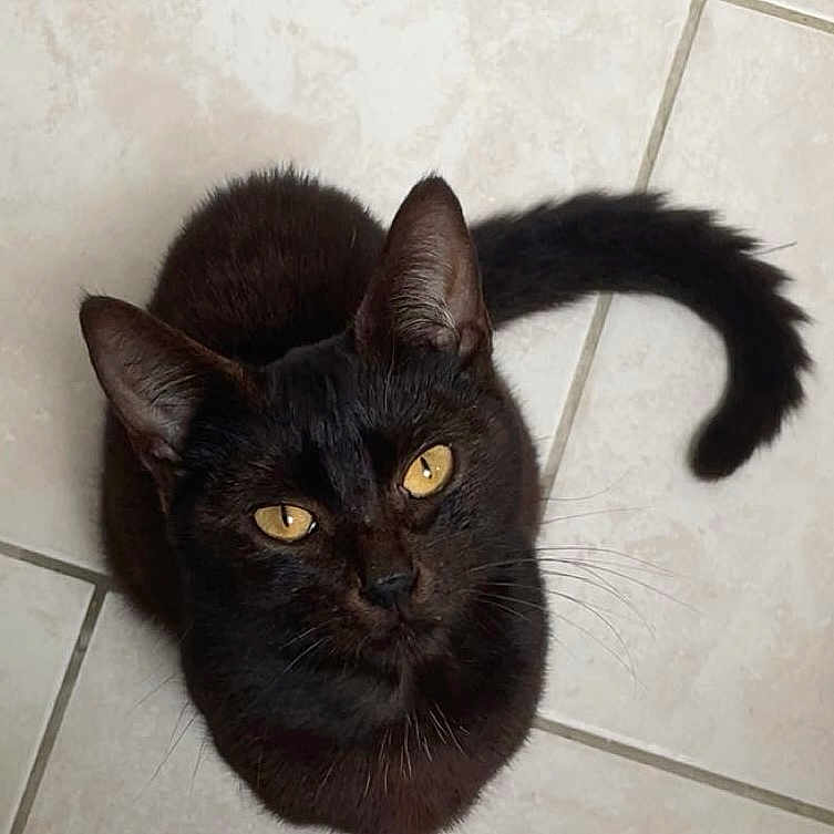 Simba