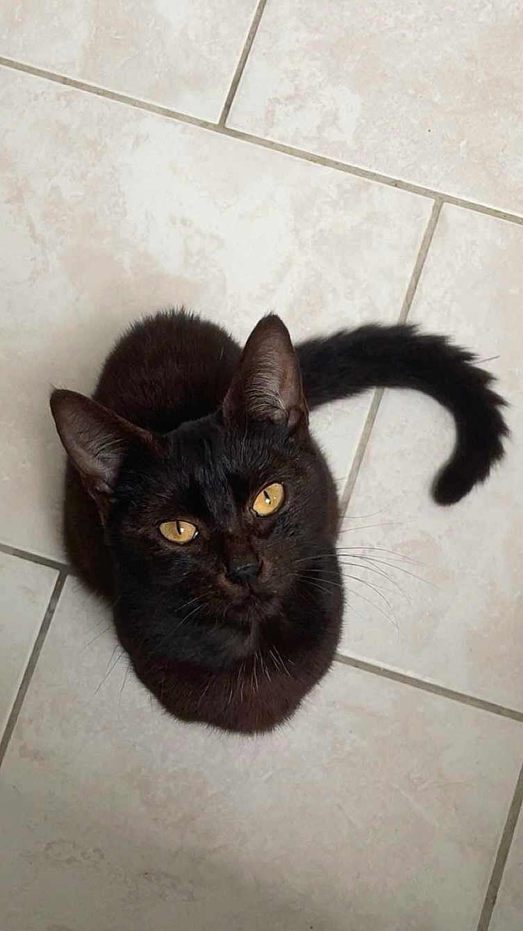 Simba participe au concours pour gagner de l'argent avec cette photo : cat, black_cat, pet, animal, feline, curious, looking_up, golden_eyes, tail, indoor, tile_floor, domestic_cat, whiskers, ears, cute, close_up, sitting, fur, mammal, companion