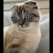 Rmine a rejoint le concours — aidez-le/la à gagner de superbes lots ! cat, blue_eyes, folded_ears, whiskers, fur, close_up, portrait, indoor, cozy, animal, pet, feline, curious, soft_texture, cute, mammal, looking_away, light, shadow, background_blur