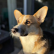 Maurice a rejoint le concours — aidez-le/la à gagner de superbes lots ! alert, animal, blurred_background, brown, close_up, corgi, dog, ears, face, fur, looking_away, nose, outdoor, pet, portrait, serene, sunlight, warm_light, whiskers, white