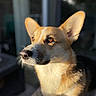 Maurice a rejoint le concours — aidez-le/la à gagner de superbes lots ! alert, animal, blurred_background, brown, close_up, corgi, dog, ears, face, fur, looking_away, nose, outdoor, pet, portrait, serene, sunlight, warm_light, whiskers, white