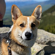 Maurice a rejoint le concours — aidez-le/la à gagner de superbes lots ! animal, canine, close_up, corgi, daytime, dog, ears, fur, greenery, leash, mountain, nature, outdoor, pet, portrait, rock, sky, snout, sunlight, walking