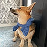 dog, corgi, scarf, blue_scarf, sitting, tile_floor, indoor, pet, canine, furry, ears, looking_sideways, portrait, cozy, knitted, animal, domestic, cute, companion, attention