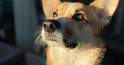 Maurice a rejoint le concours — aidez-le/la à gagner de superbes lots ! adorable, animal, canine, close_up, corgi, cute, dog, ears, fur, golden_hour, looking_up, mammal, nose, outdoor, pet, portrait, shallow_depth_of_field, soft_light, sunlight, whiskers