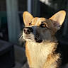Maurice a rejoint le concours — aidez-le/la à gagner de superbes lots ! dog, corgi, pet, animal, portrait, close_up, outdoor, sunlight, golden_hour, fur, ears, nose, whiskers, cute, mammal, canine, looking_up, soft_light, shallow_depth_of_field, adorable
