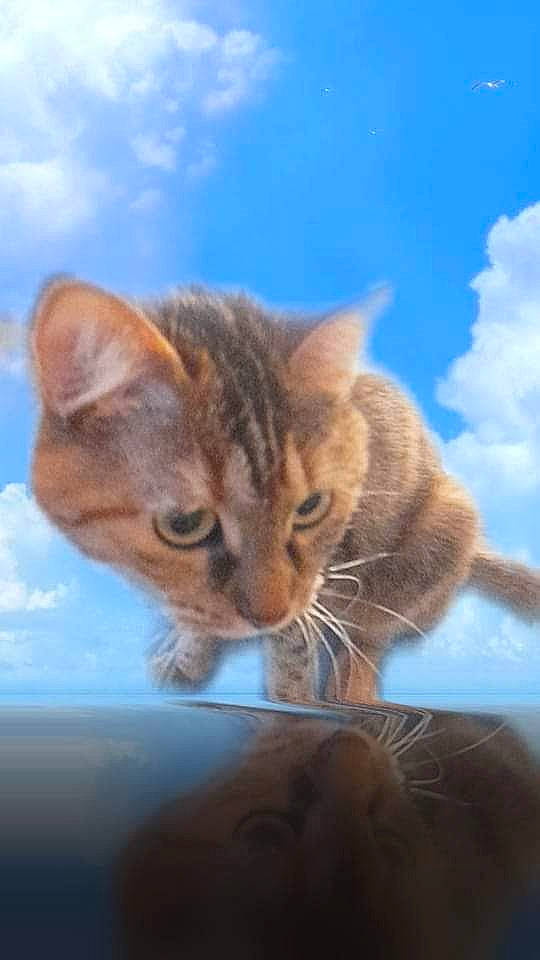 Chloe a rejoint le concours — aidez-le/la à gagner de superbes lots ! carnivore, cat, claw, cloud, cumulus, domestic_short_haired_cat, felidae, fur, gesture, paw, plant, sky, small_to_medium_sized_cats, tail, tree, whiskers, wildlife, window