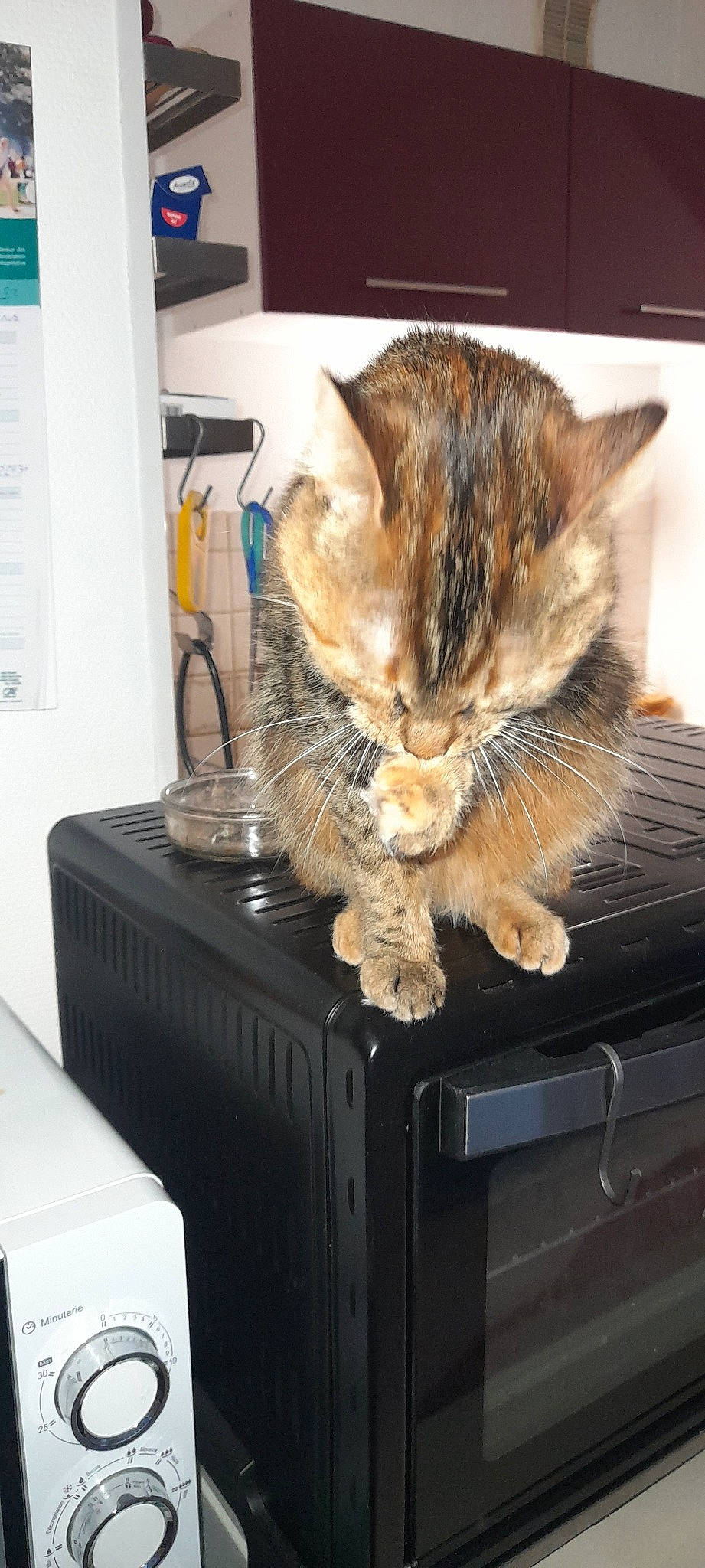 Chloe participe au concours pour gagner de l'argent avec cette photo : cabinetry, carnivore, cat, claw, comfort, computer_keyboard, computer_monitor, domestic_short_haired_cat, drawer, electronic_device, electronic_instrument, felidae, fur, home_appliance, office_equipment, paw, room, small_to_medium_sized_cats, tail, whiskers