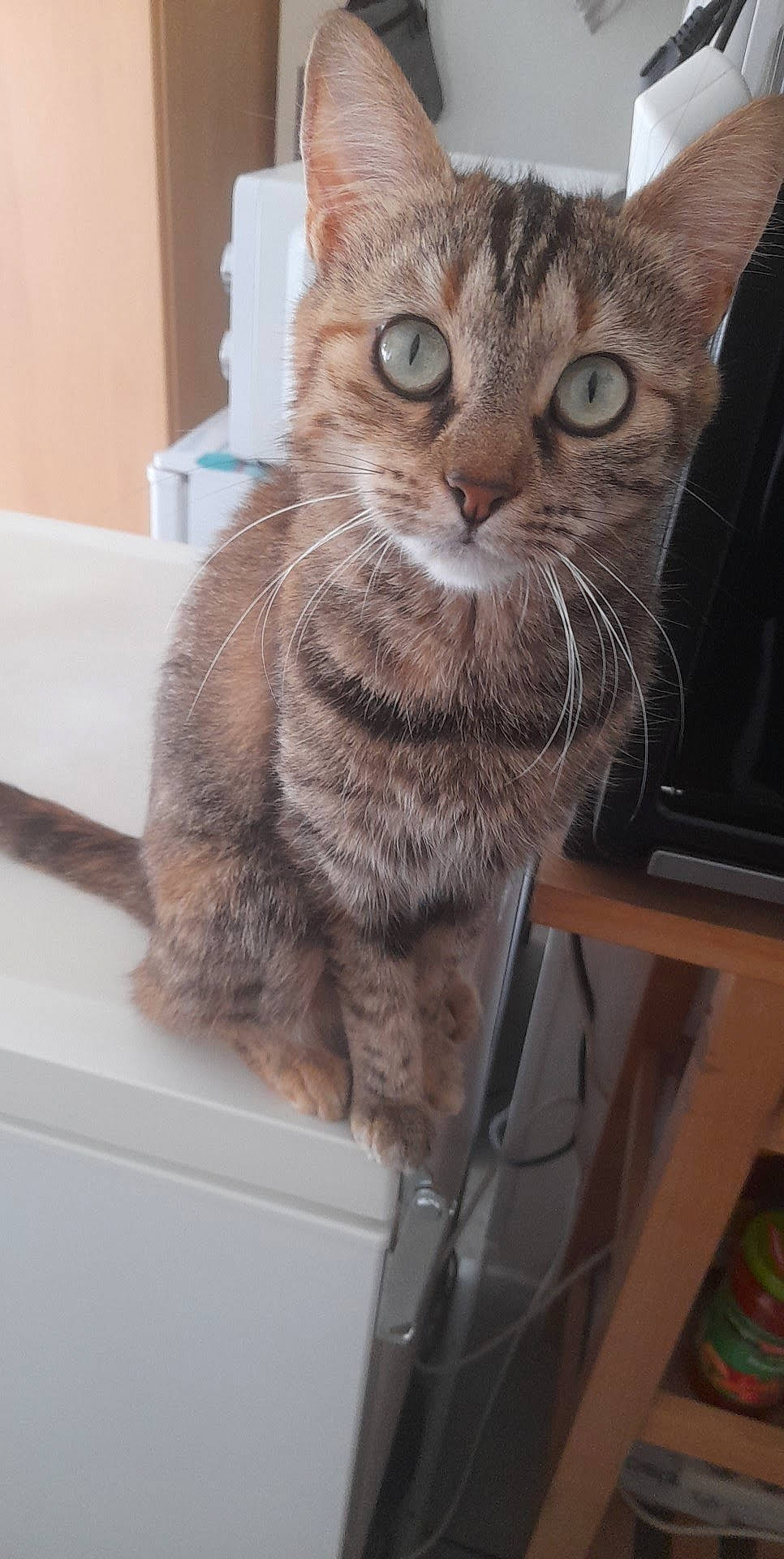 Chloe participe au concours pour gagner de l'argent avec cette photo : carnivore, cat, claw, domestic_short_haired_cat, felidae, fur, paw, small_to_medium_sized_cats, snout, tail, whiskers, window