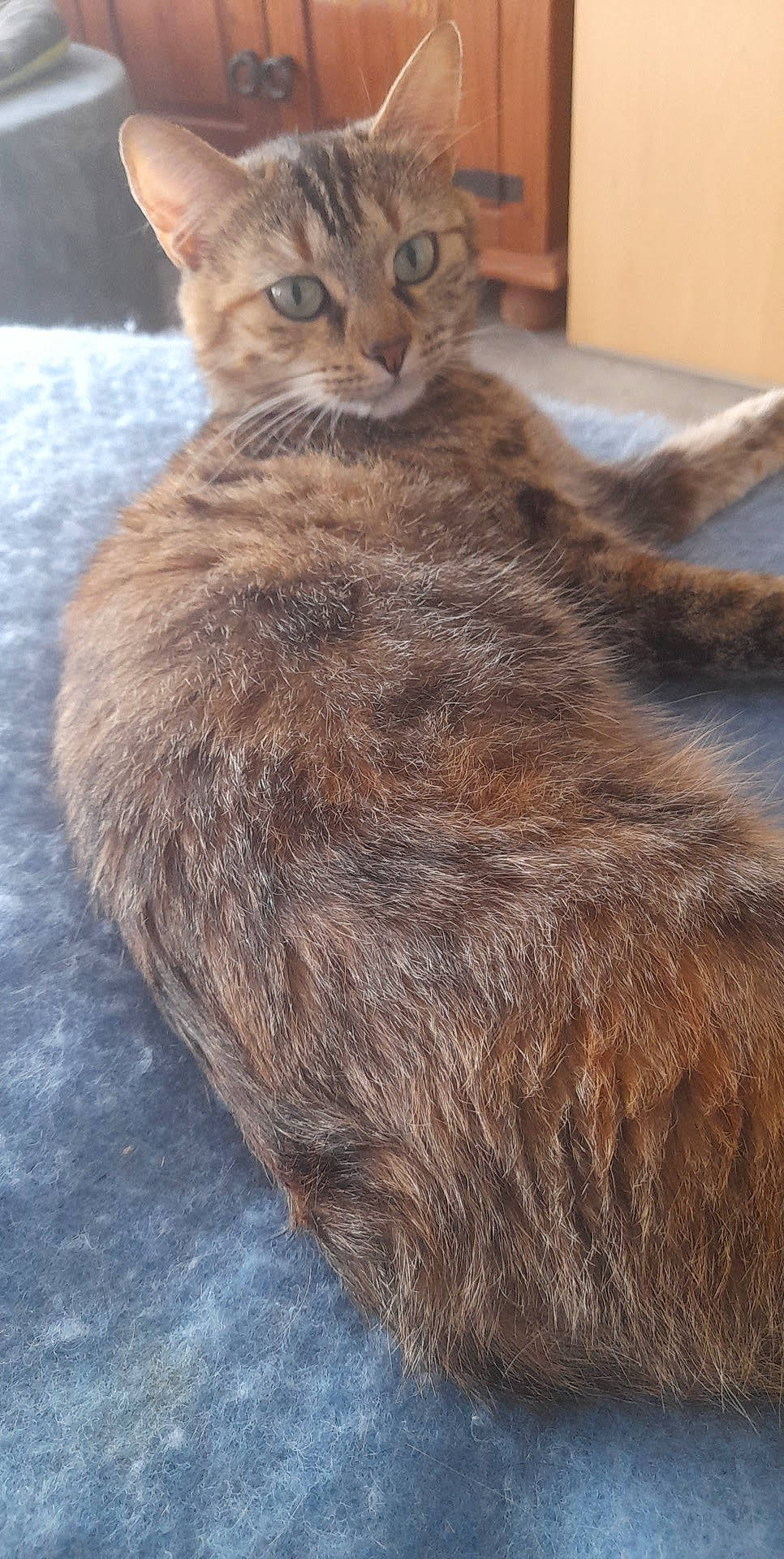 Chloe participe au concours pour gagner de l'argent avec cette photo : brown, carnivore, cat, claw, close_up, domestic_short_haired_cat, fawn, felidae, fur, small_to_medium_sized_cats, snout, tail, terrestrial_animal, tree, whiskers, wildlife