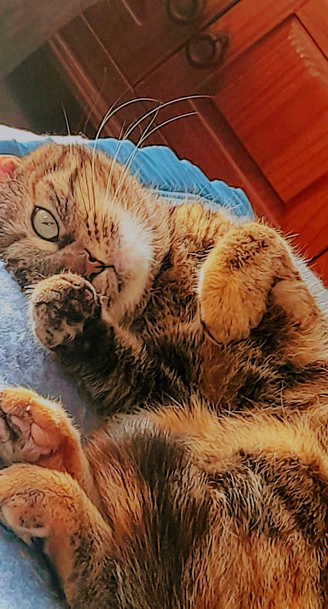 Chloe participe au concours pour gagner de l'argent avec cette photo : bengal_tiger, big_cats, carnivore, cat, cat_bed, claw, comfort, domestic_short_haired_cat, fawn, felidae, fur, mammal, paw, siberian_tiger, small_to_medium_sized_cats, snout, tail, terrestrial_animal, whiskers, wood