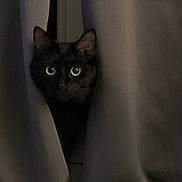 Païllette participe au concours pour gagner de l'argent avec cette photo : animal, black_cat, cat, close_up, curious, curtains, cute, dark, ears, feline, hidden, indoor, mysterious, peeking, pet, portrait, shadow, soft_light, whiskers, wide_eyes