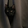 animal, black_cat, cat, close_up, curious, curtains, cute, dark, ears, feline, hidden, indoor, mysterious, peeking, pet, portrait, shadow, soft_light, whiskers, wide_eyes