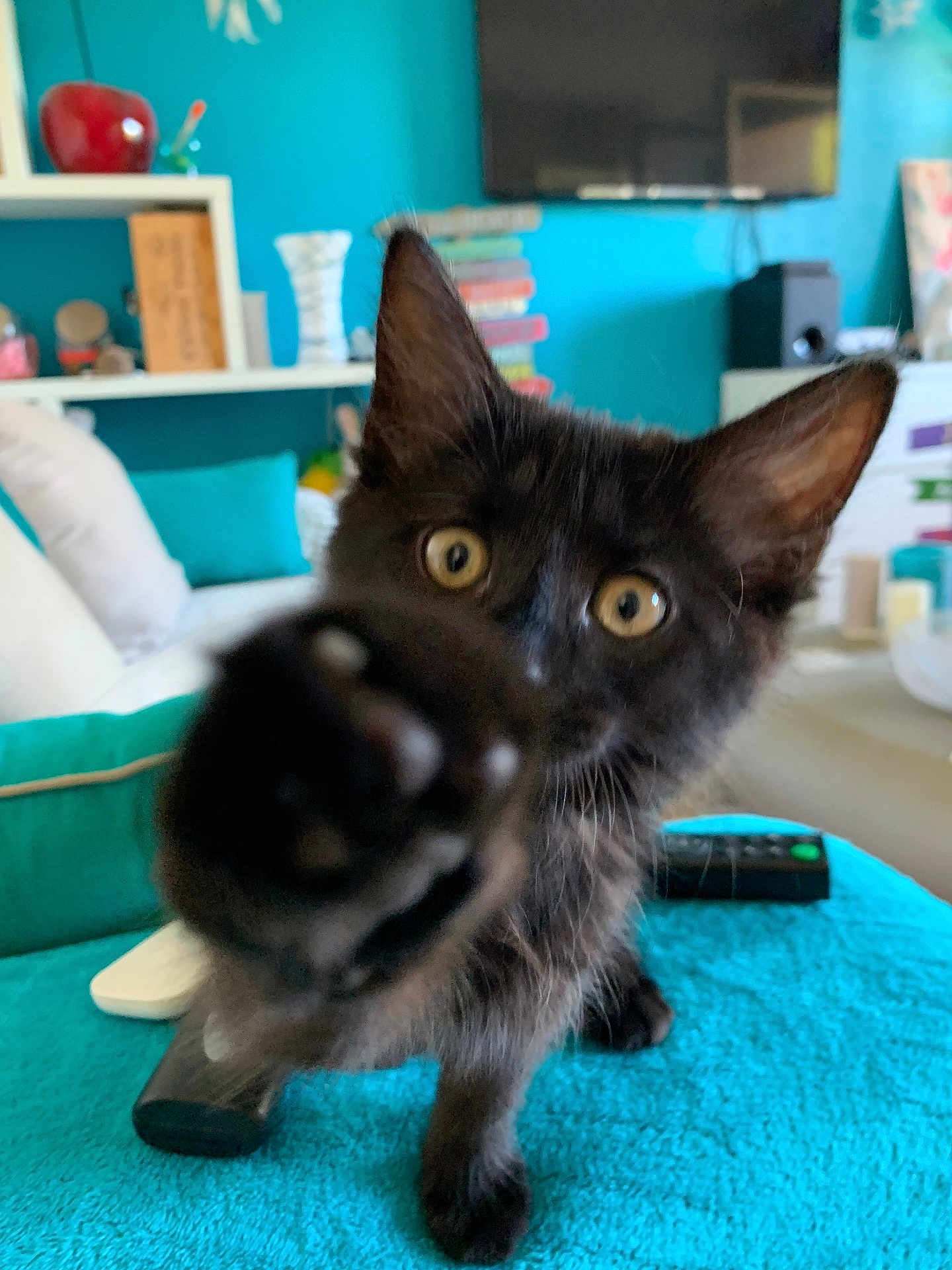Païllette participe au concours pour gagner de l'argent avec cette photo : animal, black_cat, blanket, closeup, couch, curious, cute, focus, furniture, indoor, kitten, living_room, paw, pet, playful, remote_control, shelf, television, wall, young
