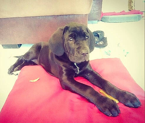 Paillette a rejoint le concours — aidez-le/la à gagner de superbes lots ! bandog, beagador, cane_corso, canidae, carnivore, companion_dog, dog, dog_breed, fawn, great_dane, guard_dog, labrador_retriever, mammal, molosser, non_sporting_group, puppy, snout, sporting_group, vertebrate, working_dog