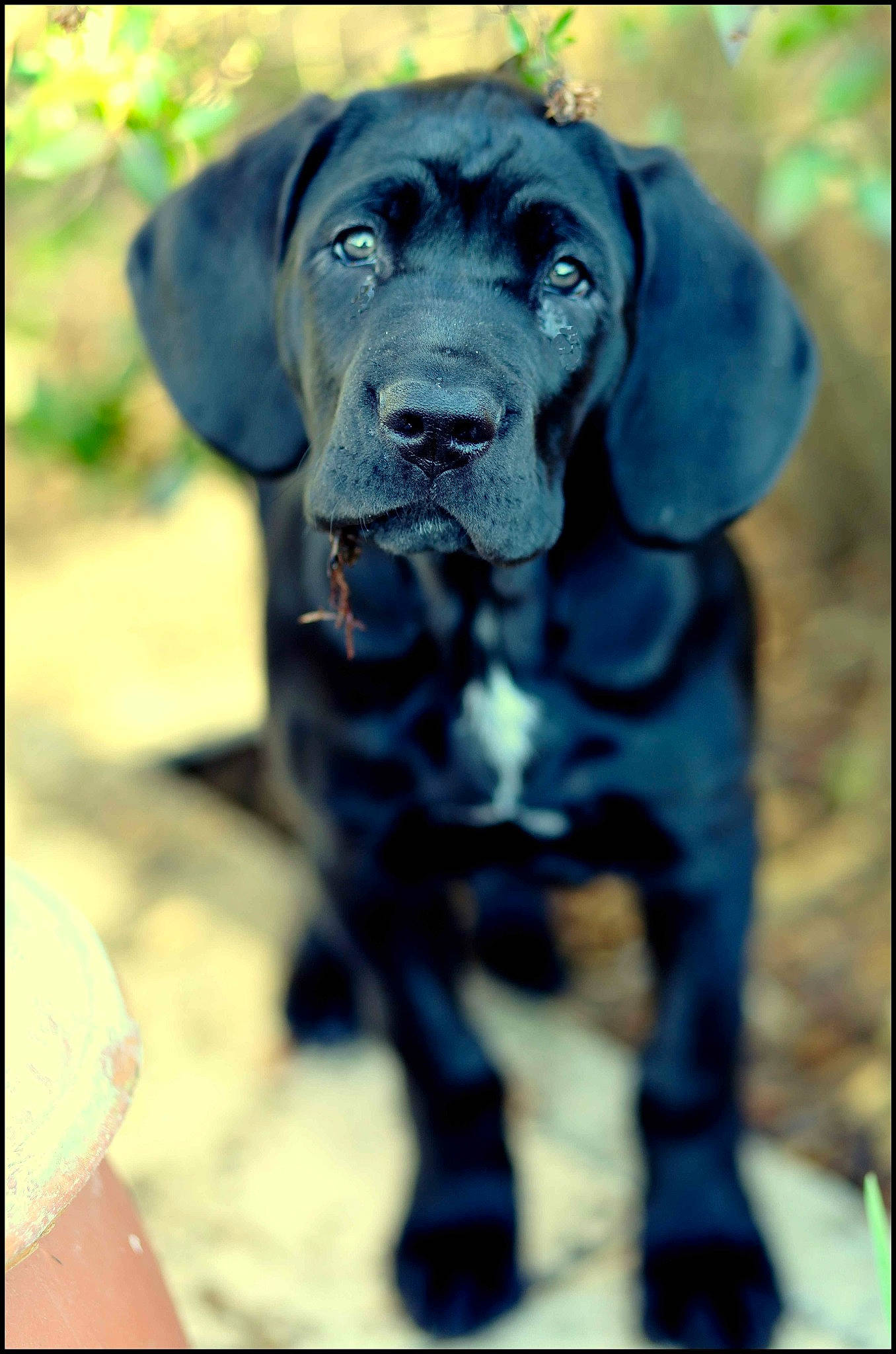 Paillette a rejoint le concours — aidez-le/la à gagner de superbes lots ! beagador, cane_corso, canidae, carnivore, companion_dog, dog, dog_breed, fawn, great_dane, guard_dog, hunting_dog, labrador_retriever, mammal, pointing_breed, puppy, retriever, snout, sporting_group, vertebrate, working_dog