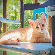 Bobo is registered to the contest to win money with this photo: animal, cat, chair, closeup, cute, daylight, domestic_cat, ears, feline, greenery, nature, orange_cat, outdoor, pet, relaxing, resting, sunlight, tail, whiskers, wooden_chair