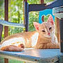 animal, cat, chair, closeup, cute, daylight, domestic_cat, ears, feline, greenery, nature, orange_cat, outdoor, pet, relaxing, resting, sunlight, tail, whiskers, wooden_chair
