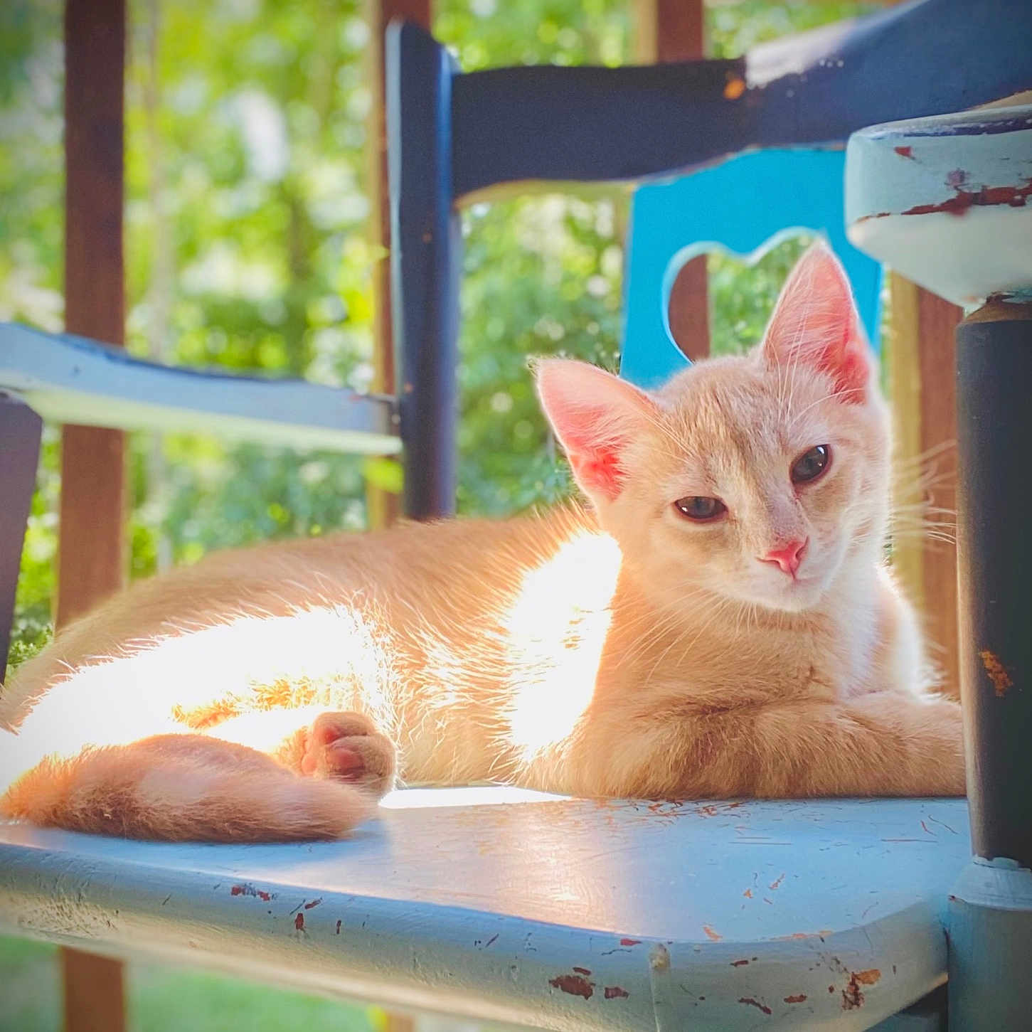 Bobo is registered to the contest to win money with this photo: animal, cat, chair, closeup, cute, daylight, domestic_cat, ears, feline, greenery, nature, orange_cat, outdoor, pet, relaxing, resting, sunlight, tail, whiskers, wooden_chair