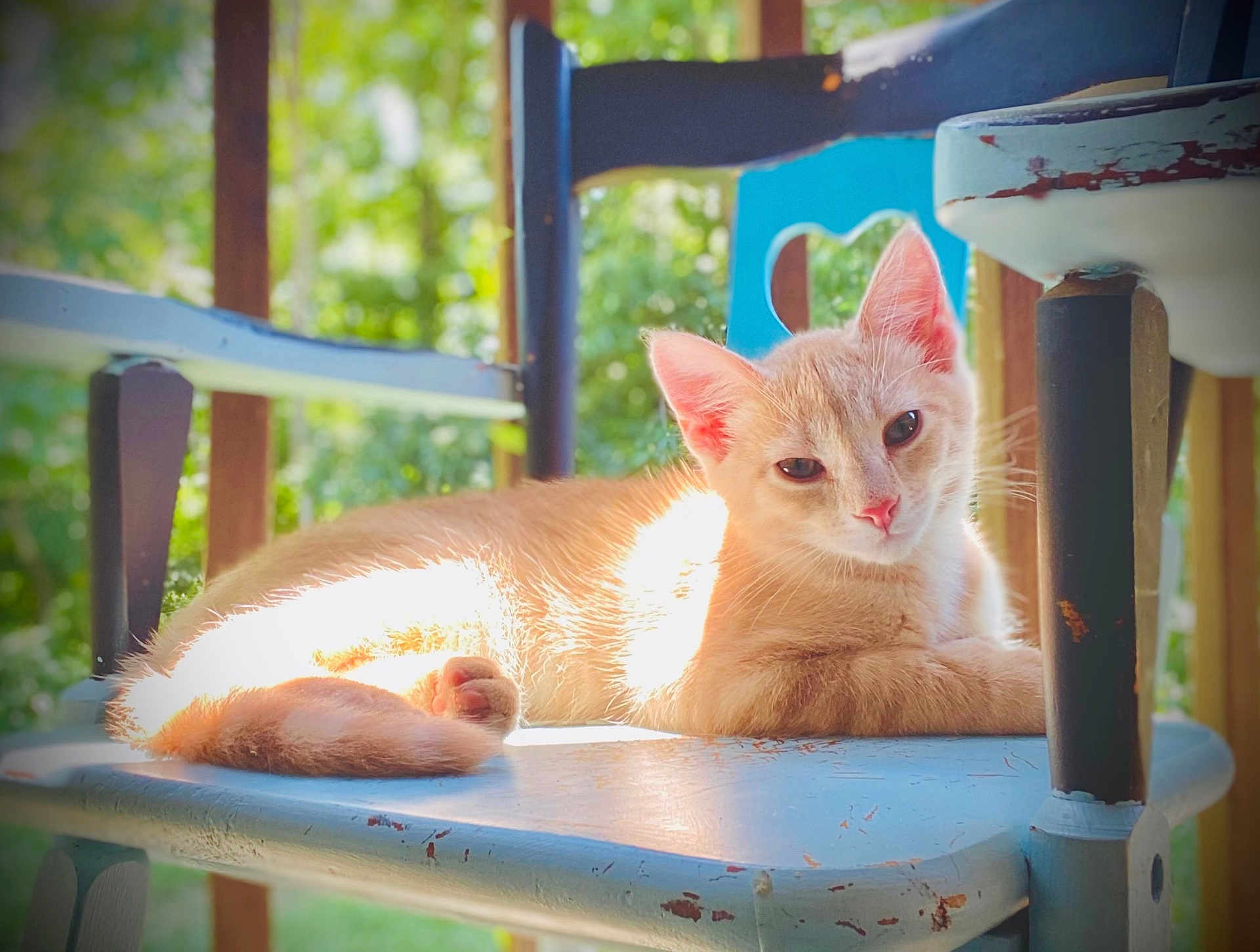 Bobo is registered to the contest to win money with this photo: animal, cat, chair, closeup, cute, daylight, domestic_cat, ears, feline, greenery, nature, orange_cat, outdoor, pet, relaxing, resting, sunlight, tail, whiskers, wooden_chair
