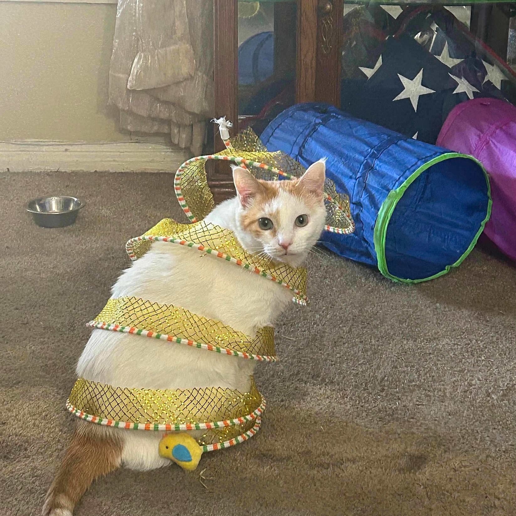 Sweet Pea joined the competition — help win amazing prizes! cat, pet, animal, white_cat, orange_markings, feline, indoors, carpet, play_tunnel, pet_toy, costume, gold_ribbon, festive, sitting, face, whiskers, ears, green_basket, food_bowl, home