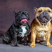 Pamela a rejoint le concours — aidez-le/la à gagner de superbes lots ! animal, black_dog, brown_dog, companions, cute, dog, domestic_animal, french_bulldog, fur, happy, indoor, mammal, pet, playful, portrait, sitting, smiling, studio, tongue_out, two_dogs