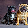 animal, black_dog, brown_dog, companions, cute, dog, domestic_animal, french_bulldog, fur, happy, indoor, mammal, pet, playful, portrait, sitting, smiling, studio, tongue_out, two_dogs