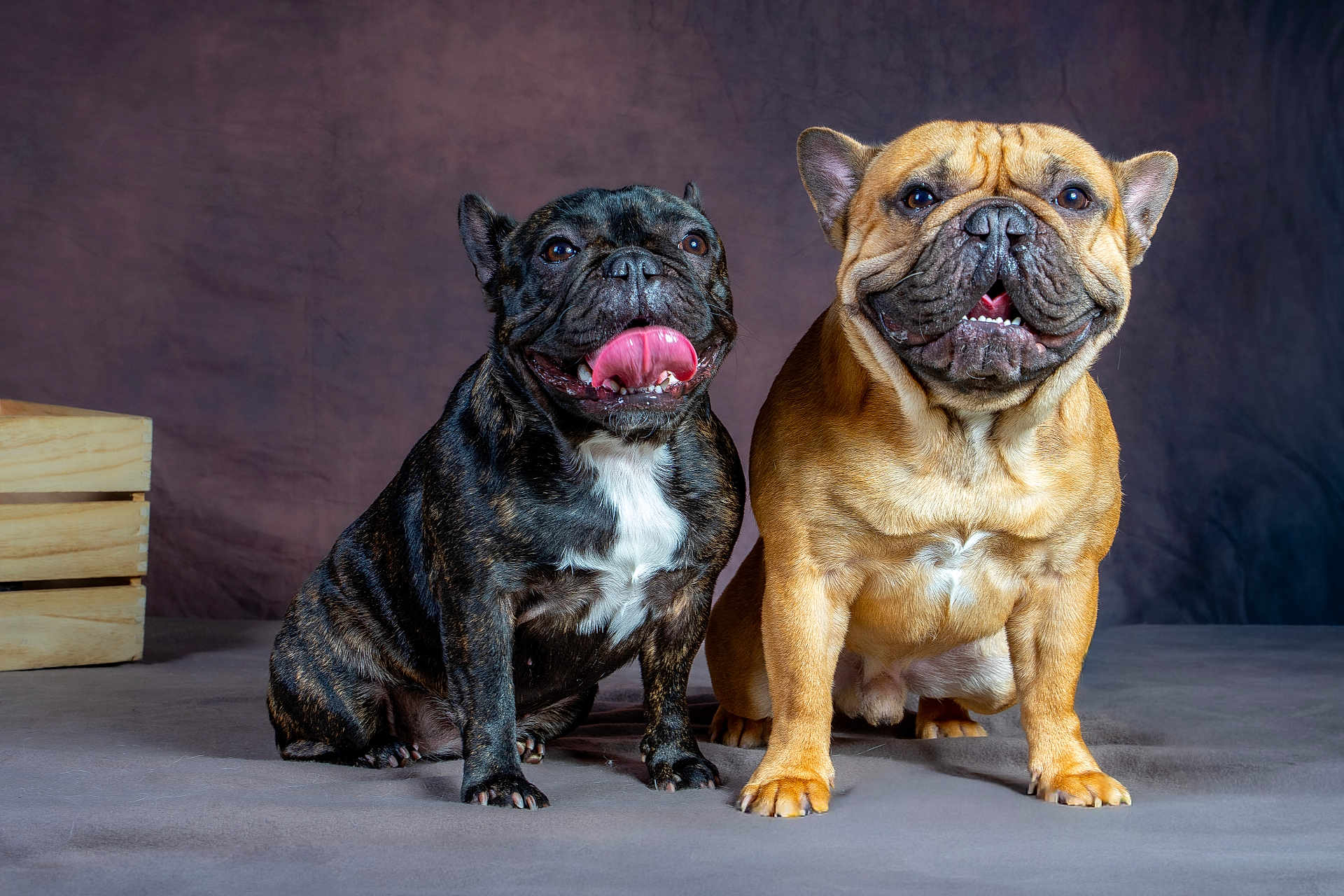 Pamela a rejoint le concours — aidez-le/la à gagner de superbes lots ! animal, black_dog, brown_dog, companions, cute, dog, domestic_animal, french_bulldog, fur, happy, indoor, mammal, pet, playful, portrait, sitting, smiling, studio, tongue_out, two_dogs
