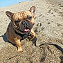 dog, french_bulldog, beach, sand, sunny, outdoor, animal, pet, leash, tongue_out, happy, canine, summer, water, sky, waves, nature, close_up, cute, playful