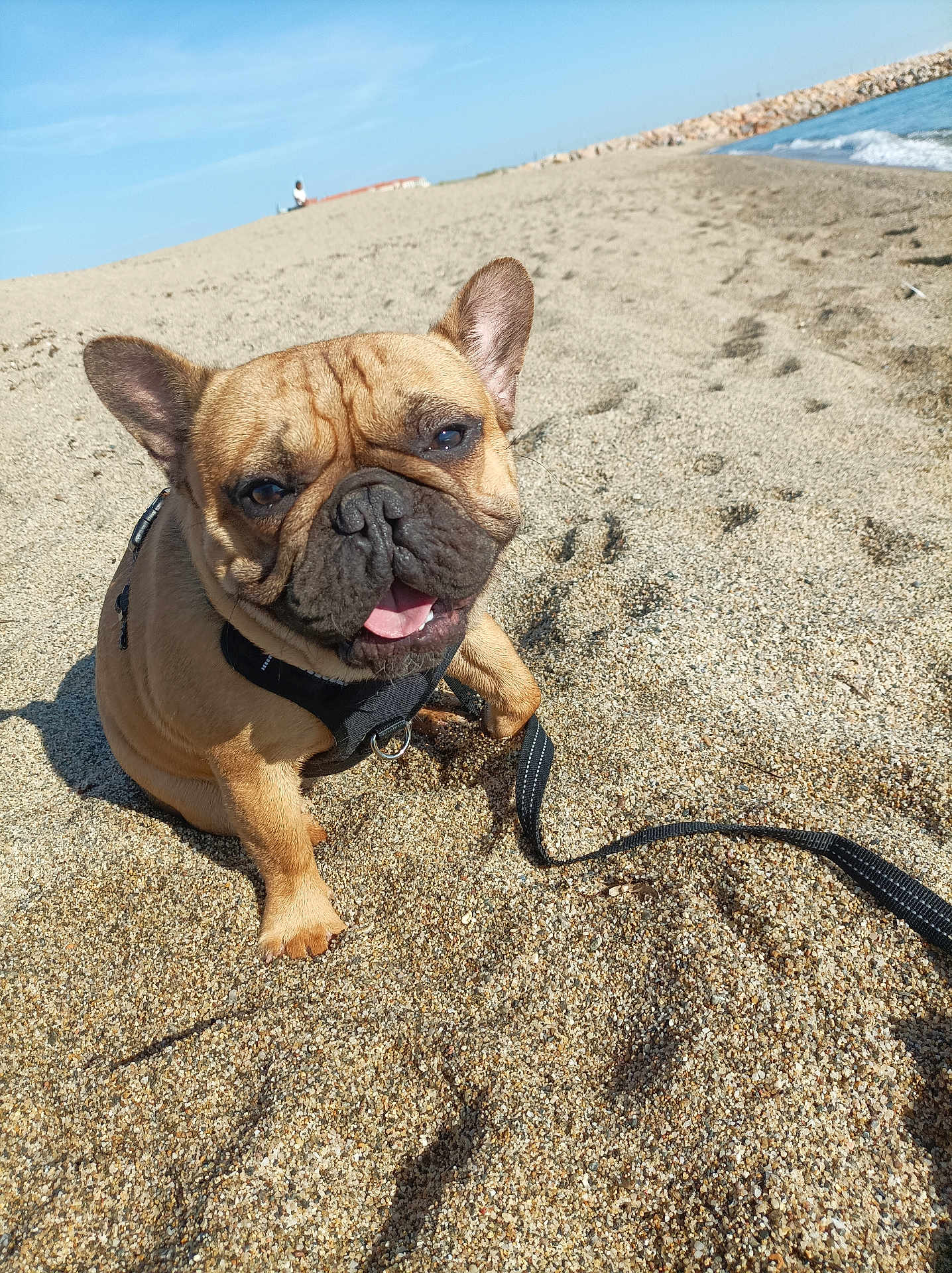 Timon a rejoint le concours — aidez-le/la à gagner de superbes lots ! dog, french_bulldog, beach, sand, sunny, outdoor, animal, pet, leash, tongue_out, happy, canine, summer, water, sky, waves, nature, close_up, cute, playful
