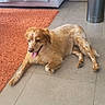 dog, golden_dog, pet, animal, lying_down, relaxed, happy, tongue_out, floppy_ears, long_hair, indoor, living_room, tile_floor, orange_rug, sofa, furniture, vacuum_cleaner, storage_boxes, sandals, photography