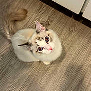 Bobby is registered to the contest to win money with this photo: cat, fluffy, looking_up, curious, wooden_floor, tail, ears, pet, animal, indoor, cute, feline, whiskers, pink_nose, sitting, domestic_cat, fur, eyes, small, adorable