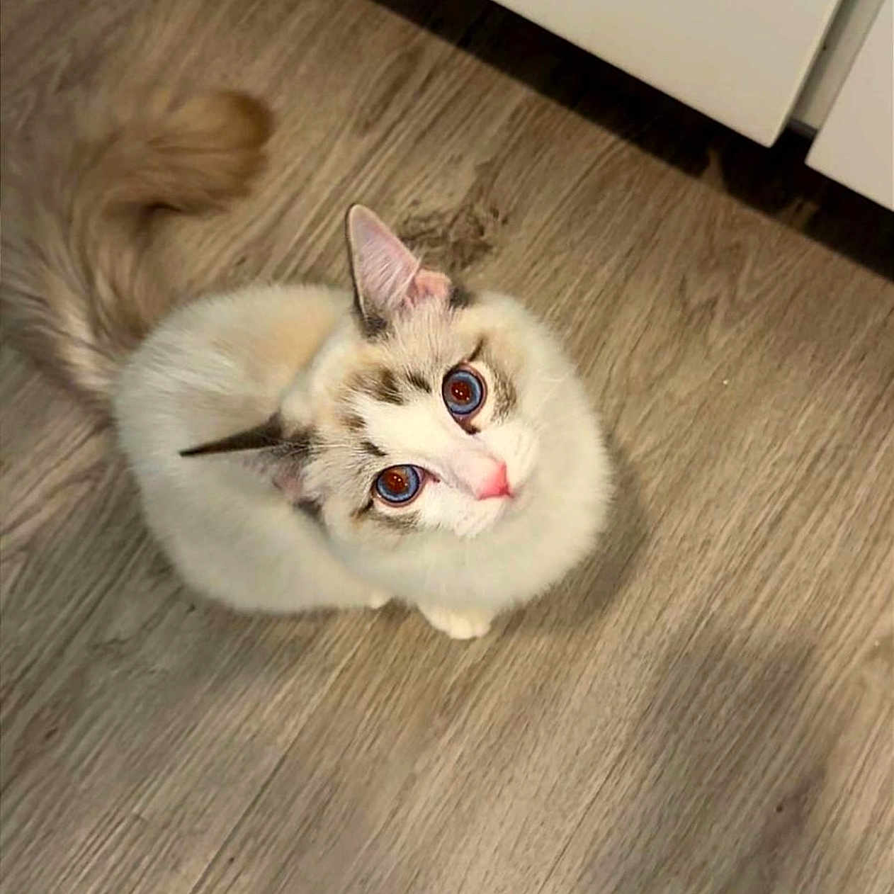 Bobby is registered to the contest to win money with this photo: adorable, animal, cat, curious, cute, domestic_cat, ears, eyes, feline, fluffy, fur, indoor, looking_up, pet, pink_nose, sitting, small, tail, whiskers, wooden_floor