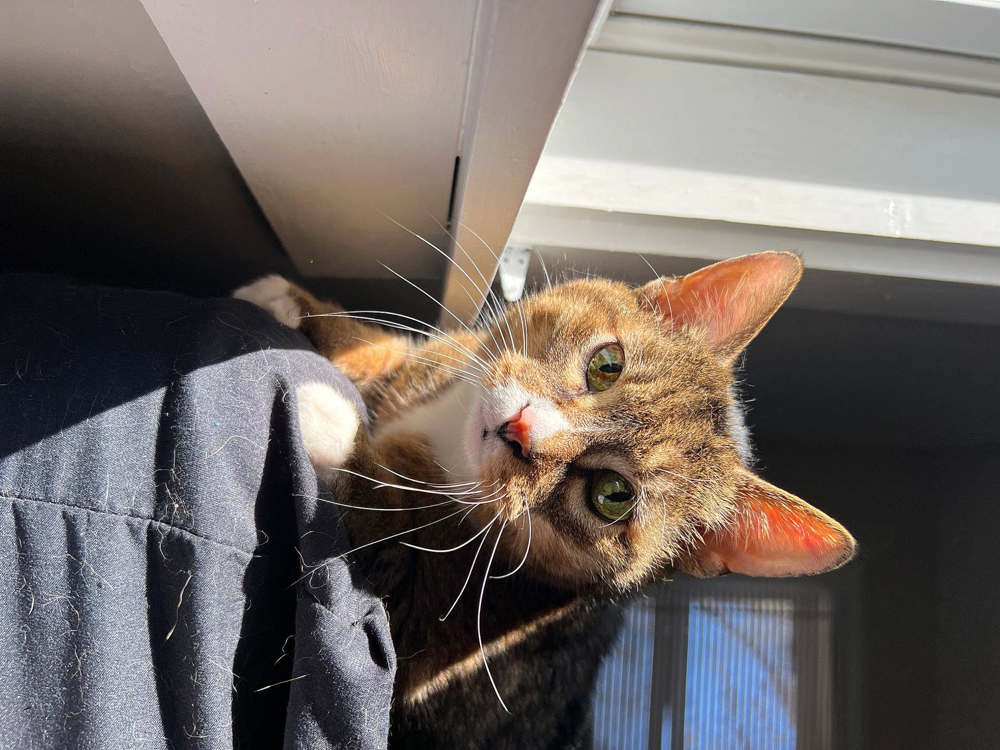 Bella joined the competition — help win amazing prizes! carnivore, cat, claw, comfort, domestic_short_haired_cat, ear, fawn, felidae, fur, paw, small_to_medium_sized_cats, snout, tail, whiskers, window